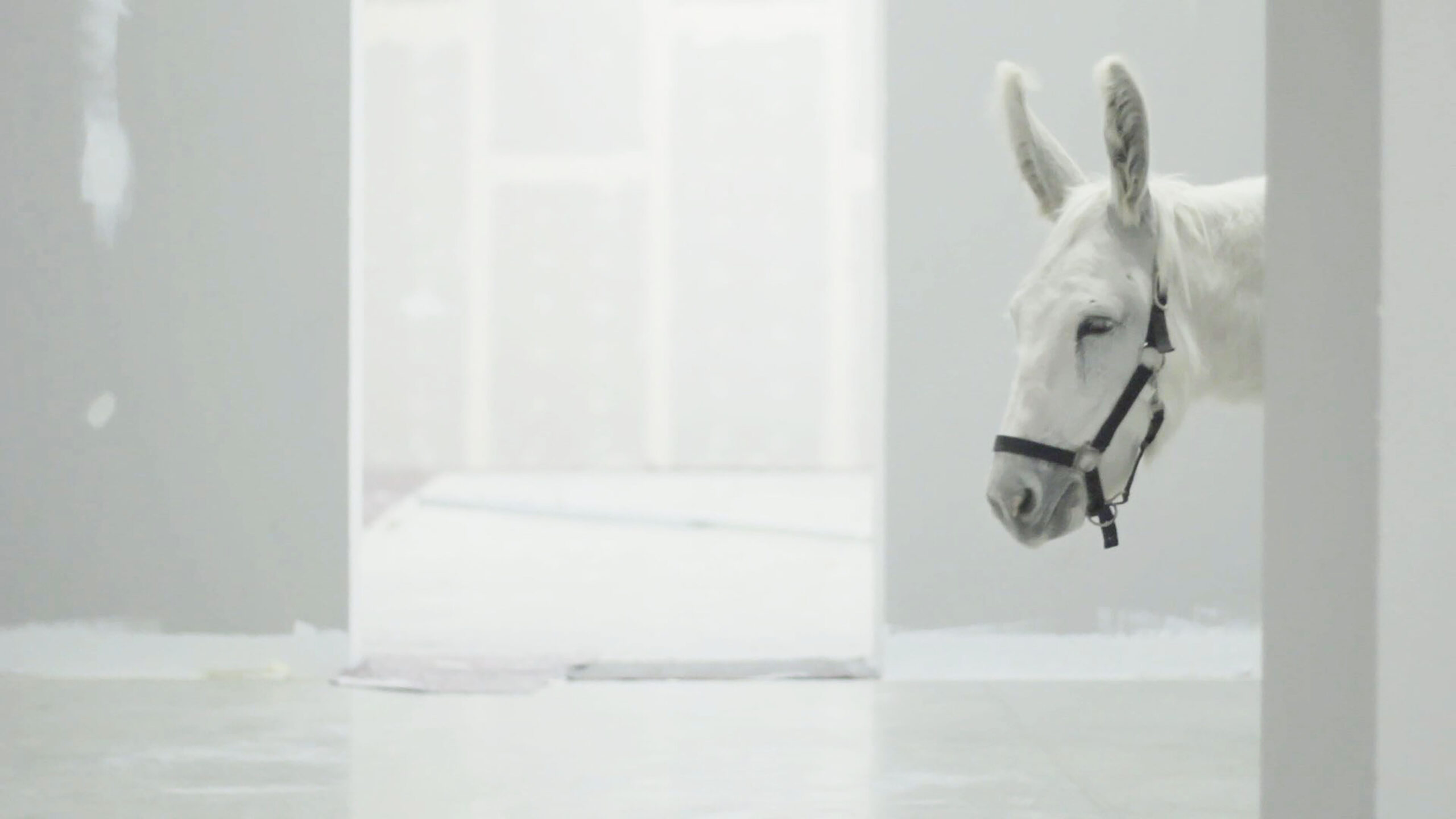 Valentina Furian, Presente, 2018, video installation, film frame, courtesy the artist